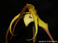 Maxillaria lepidota