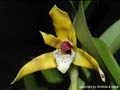 Maxillaria picta