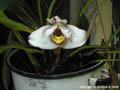 Maxillaria