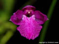 Neolauchea pulchella