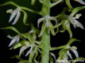 Notylia barkeri