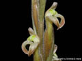 Sarcoglottis grandiflora