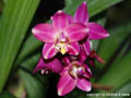 Spathoglottis hybride