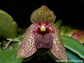 Trias disciflora