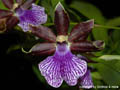 Zygopetalum arthur elle