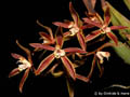 Macradenia brazi