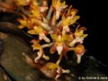 Malleola baliensis