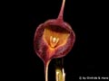 Masdevallia echo