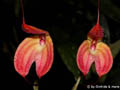 Masdevallia eumeliae