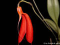 Masdevallia exaltata