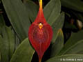 Masdevallia
