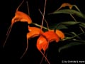 Masdevallia patula