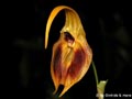 Masdevallia pinocchio