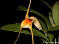 Masdevallia rex