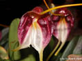 Masdevallia schroederae