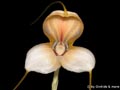 Masdevallia xanthina