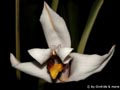 Maxillaria grandiflora