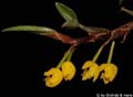 Maxillaria huancabambae