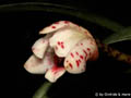 Maxillaria ponerantha