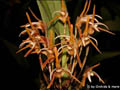 Maxillaria reichenheimii