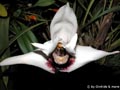 Maxillaria sanderiana