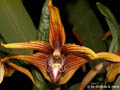 Maxillaria striata