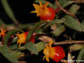 Mediocalcar decoratum
