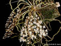 Microcoelia stoltzii