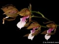 Miltonia russeliana