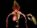 Moquettianum x  sanderianum