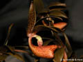 Mormodes cartonii
