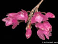 Nageliella purpurea