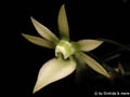 Neobathiea perrieri