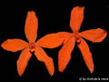 Neocogniauxia monophylla