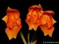 Neodryas weberbaueri