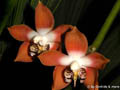 Neomoorea irrorata