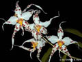Odontoglossum cirrhosum