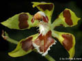 Odontoglossum lacerum