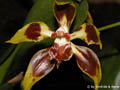 Odontoglossum spec