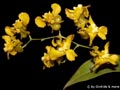 Oncidium cheirophorum
