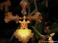 Oncidium crispum