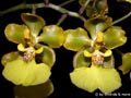 Oncidium margalefii