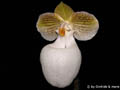 Paphiopedilum micranthum album