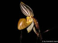 Paphiopedilum philippinense