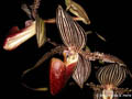 Paphiopedilum rothschildianum