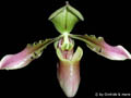 Paphiopedilum celebense