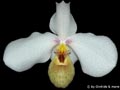 Paphiopedilum emersonii