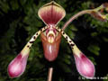 Paphiopedilum lowii