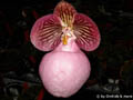 Paphiopedilum micranthum