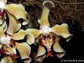 Paraphalaenopsis_Hybride